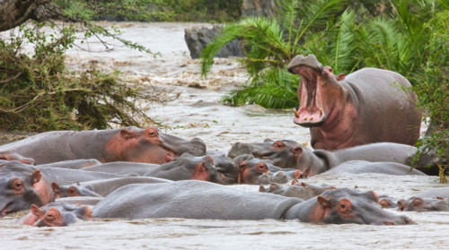 Yawning Hippo (Hippopotamus Amphibius), Serengeti National Park, Tanzania, Africa PosterPrint - Item # VARDPI1834940 Yawning Hippo (Hippopotamus Amphibius), Serengeti National Park, Tanzania, Africa PosterPrint - Item # VARDPI1834940