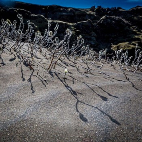 Woolly Willow  Iceland Poster Print by Panoramic Images (12 x 12) - Item # PPI158770