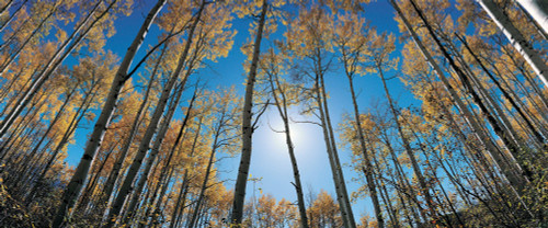 http://c328301.r1.cf1.rackcdn.com/PPI160299S.jpg