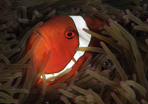 Spinecheek anemonefish, head view, Gorontalo, Indonesia Poster Print - Item # VARPSTSJN400417U