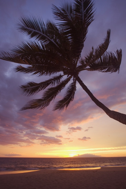 Hawaii, Maui, Kihei, Palm Tree Over The Beach At Sunset. PosterPrint - Item # VARDPI1991732