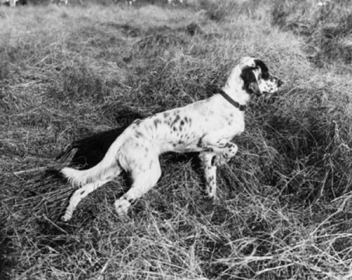 High angle view of an English Setter walking in grass Poster Print - Item # VARSAL25529455