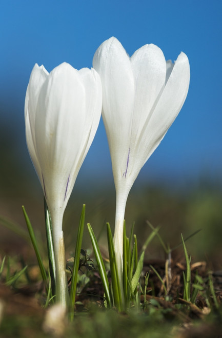 Crocuses bloom in springtime; Astoria, Oregon, United States of America PosterPrint - Item # VARDPI2380934