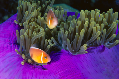 Malaysia, Anemonefish And Anemone (Amphiprion Perideraion) Pair PosterPrint - Item # VARDPI2000726