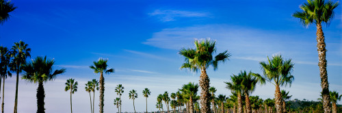Palm trees near the beach, Santa Barbara, California, USA Poster Print - Item # VARPPI164951
