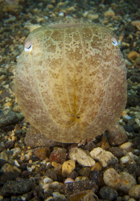Broadclub cuttlefish, head on view, Gorontalo, Indonesia Poster Print - Item # VARPSTSJN400372U