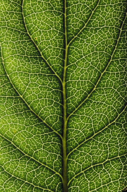 Closeup Of A Leaf PosterPrint - Item # VARDPI1784145