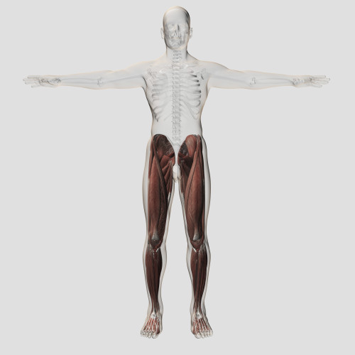 Male muscle anatomy of the human legs, anterior view Poster Print - Item # VARPSTSTK700524H Male muscle anatomy of the human legs, anterior view Poster Print - Item # VARPSTSTK700524H