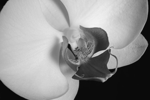 Close up of an orchid; Waterloo, Quebec, Canada PosterPrint - Item # VARDPI2333761