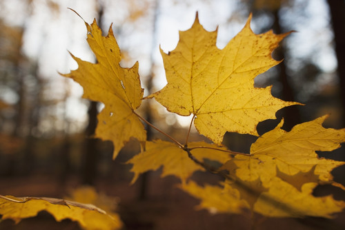 Golden coloured maple leaves in autumn; Brampton, Ontario, Canada PosterPrint - Item # VARDPI12290368