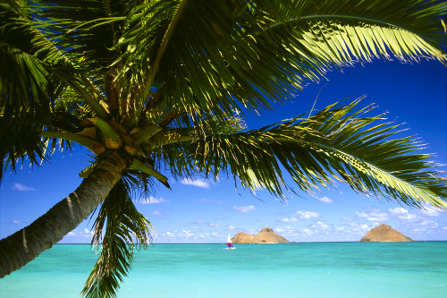 Hawaii, Oahu, Lanikai, Palm Tree Foreground, With Mokulua Islands Background, Sailboat In Turquoise Waters. PosterPrint - Item # VARDPI2002871