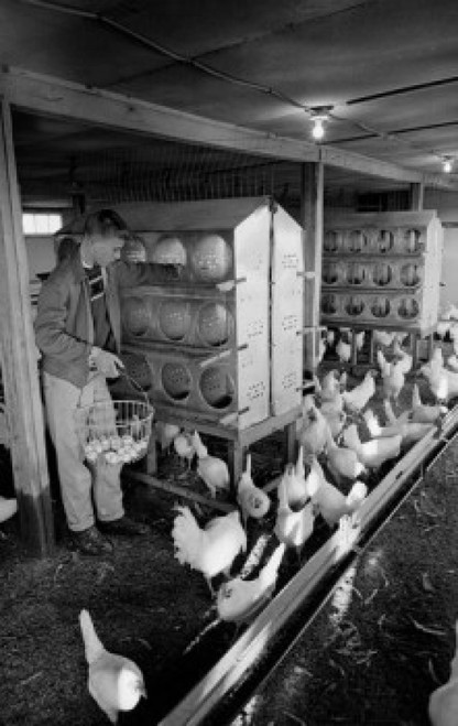 Teenage boy gathering eggs in chicken coop Poster Print - Item # VARSAL255424939