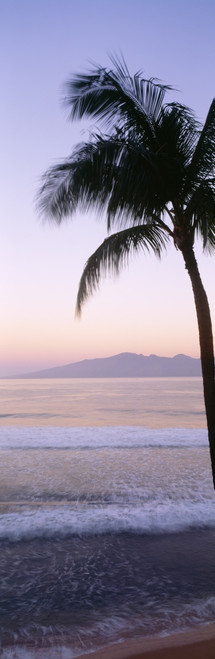 USA, Hawaii, Molokai In Background; Maui, Palm Tree Along Shoreline, Maui Beach At Twilight PosterPrint - Item # VARDPI1976442
