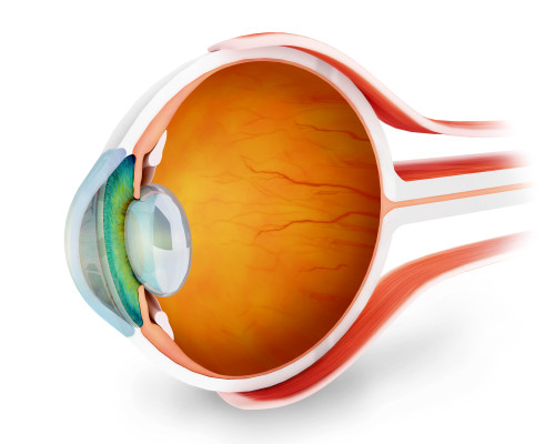 Anatomy of human eye, perspective Poster Print - Item # VARPSTSTK700538H