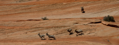 Bighorn sheep running on sandstone, Zion National Park, Utah, USA Poster Print - Item # VARPPI167562