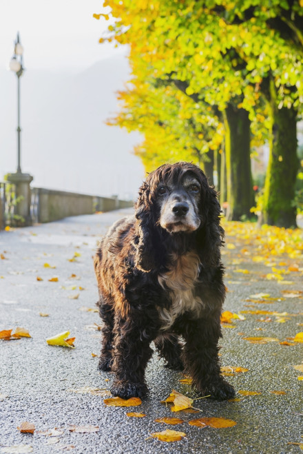 Portrait of a dog standing on a wet path in autumn; Locarno, Ticino, Switzerland PosterPrint - Item # VARDPI2383437