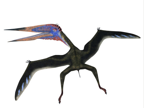 Zhejiangopterus was a carnivorous pterosaur dinosaur that lived in China during the Cretaceous Period Poster Print - Item # VARPSTCFR200553P