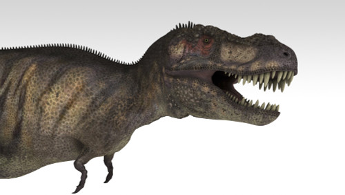 Tyrannosaurus Rex, white background Poster Print - Item # VARPSTKVA600768P