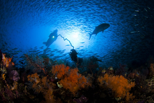 Indonesia, Silhouette of diver near reef; Komodo PosterPrint - Item # VARDPI1974065