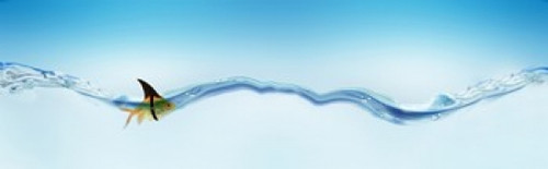 Goldfish wearing shark fin Poster Print (8 x 10) - Item # MINPPI143957S