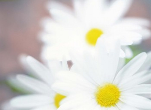 Close up of daisies with purple background Poster Print by Panoramic Images (24 x 18) - Item # PPI117882