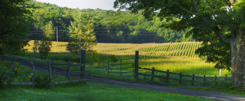 Corn field; Dunham, Quebec, Canada PosterPrint - Item # VARDPI12254183