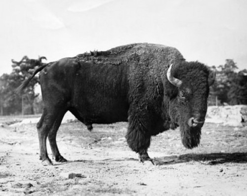 American Bison standing Poster Print - Item # VARSAL25531117