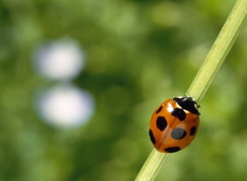 Ladybug on a stem Poster Print by Panoramic Images (16 x 12) - Item # PPI121305