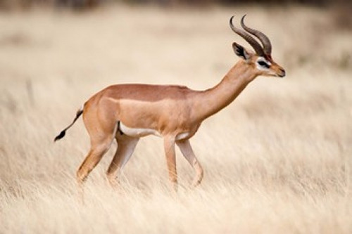 Male gerenuk (Litocranius walleri) standing in field  Samburu National Park  Rift Valley Province  Kenya Poster Print by Panoramic Images (36 x 24) - Item # PPI119255