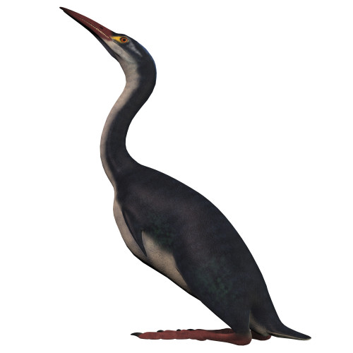 Hesperornis is a flightless waterbird that inhabited the lakes and marsh ponds of the Cretaceous period Poster Print