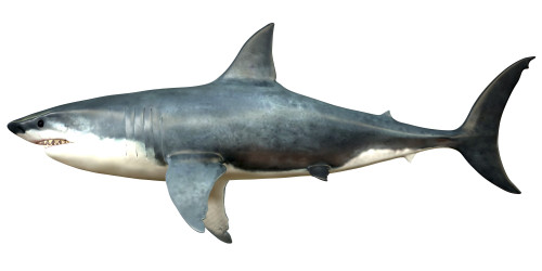 Megalodon Extinct Great White Shark Model PVC 25cm Long Costume