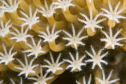 Close up of Leather Coral Polyps (Sarcophyton Sp); Malaysia PosterPrint - Item # VARDPI1980384
