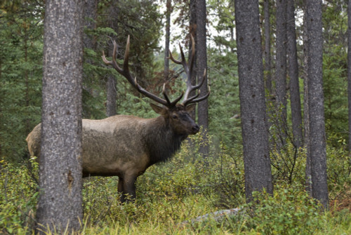 Jasper National Park, Jasper, Alberta, Canada; Bull Elk (Cervus Canadensis)During Rut Season PosterPrint - Item # VARDPI1837144