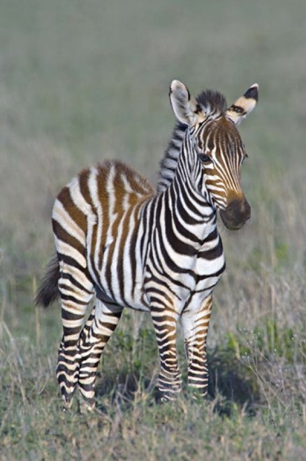 Young zebra standing in a field  Ngorongoro Conservation Area  Arusha Region  Tanzania (Equus burchelli chapmani) Poster Print by Panoramic Images (16 x 24) - Item # PPI95906