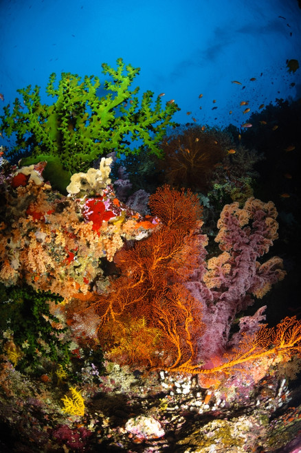 Hard coral and soft coral seascape, Fiji Poster Print - Item # VARPSTTSW400098U