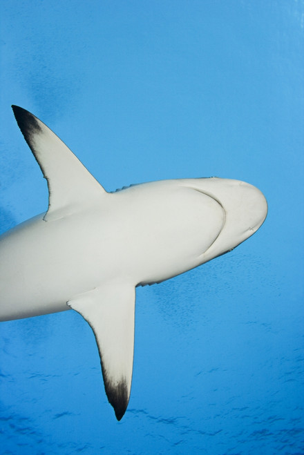 Micronesia, Grey Reef Shark (Carcharhinus Amblyrhynchos); Yap PosterPrint - Item # VARDPI1977262