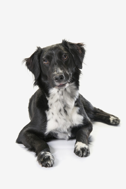 Border Collie On A White Background; St. Albert, Alberta, Canada PosterPrint