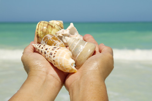 Hawaii, Woman's Hands Holding Seashells, Ocean In Background. PosterPrint - Item # VARDPI1966344