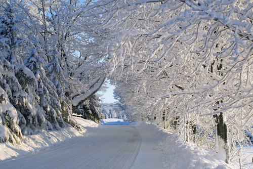 Trees Lining The Road In Winter; Quebec, Canada PosterPrint - Item # VARDPI1871485