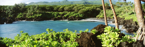 USA, Hawaii, Maui, Waianapanapa State Park; Hana, Black Sand Beach And Lush Greenery PosterPrint - Item # VARDPI1976456