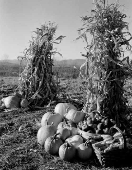 Pumpkins and corn stacks with baskets of apples Poster Print - Item # VARSAL255421547