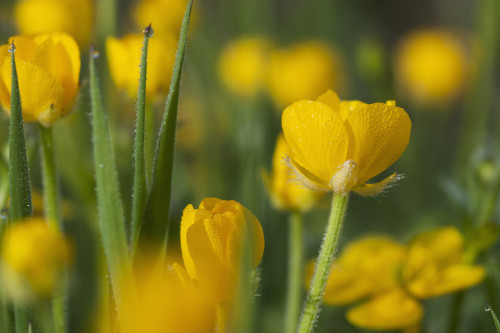 Buttercups blooming; Astoria, Oregon, United States of America PosterPrint - Item # VARDPI12268107