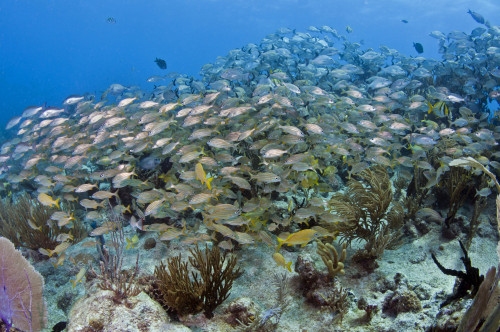 Schools of grunts and snapper over a Caribbean reef Poster Print - Item # VARPSTKWD400003U