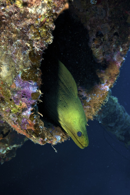 A large Green Moray eel within the Hilma Hooker shipwreck, Bonaire, Caribbean Netherlands Poster Print - Item # VARPSTTMO400061U