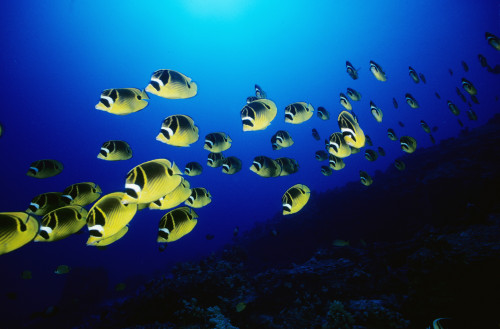 Hawaii, Schooling Raccoon Butterflyfish (Chaetodon Lunula) Over Reef. PosterPrint - Item # VARDPI1986130