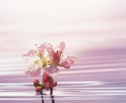 Flower with Water Background Poster Print by Panoramic Images (16 x 14) - Item # PPI136226