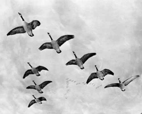 Low angle view of flock of birds flying in the sky Poster Print - Item # VARSAL25525840