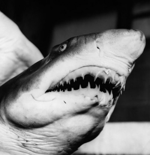 Close-up of a Sand Tiger Shark underwater Poster Print - Item # VARSAL9903750
