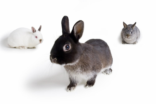 Rabbits PosterPrint - Item # VARDPI1784545