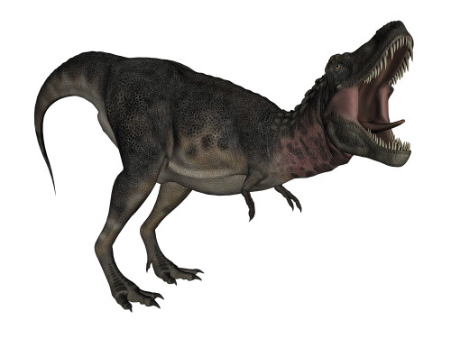 Tarbosaurus dinosaur roaring, white background. Poster Print - Item # VARPSTEDV600259P